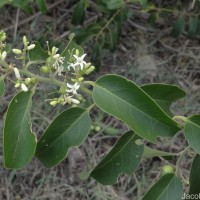 Olax scandens Roxb.